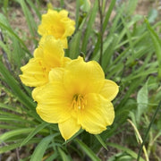 Bitsy Daylily from Oakes Daylilies