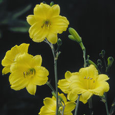 Bitsy Daylily from Oakes Daylilies