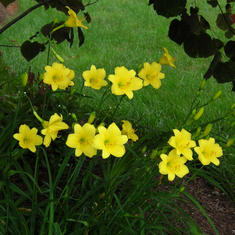 Bitsy Daylily from Oakes Daylilies