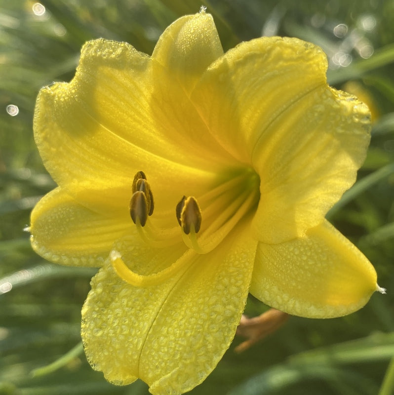 Bitsy Daylily from Oakes Daylilies