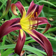 Black Arrowhead Daylily from Oakes Daylilies