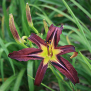 Black Arrowhead Daylily from Oakes Daylilies