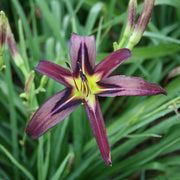 Black Arrowhead Daylily from Oakes Daylilies