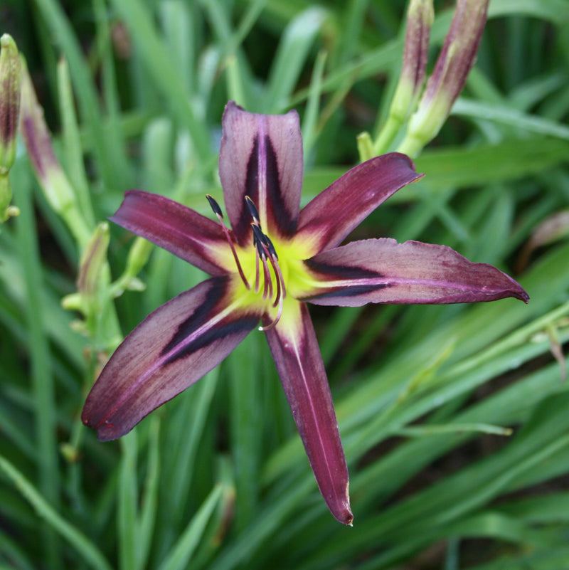 Black Arrowhead Daylily from Oakes Daylilies