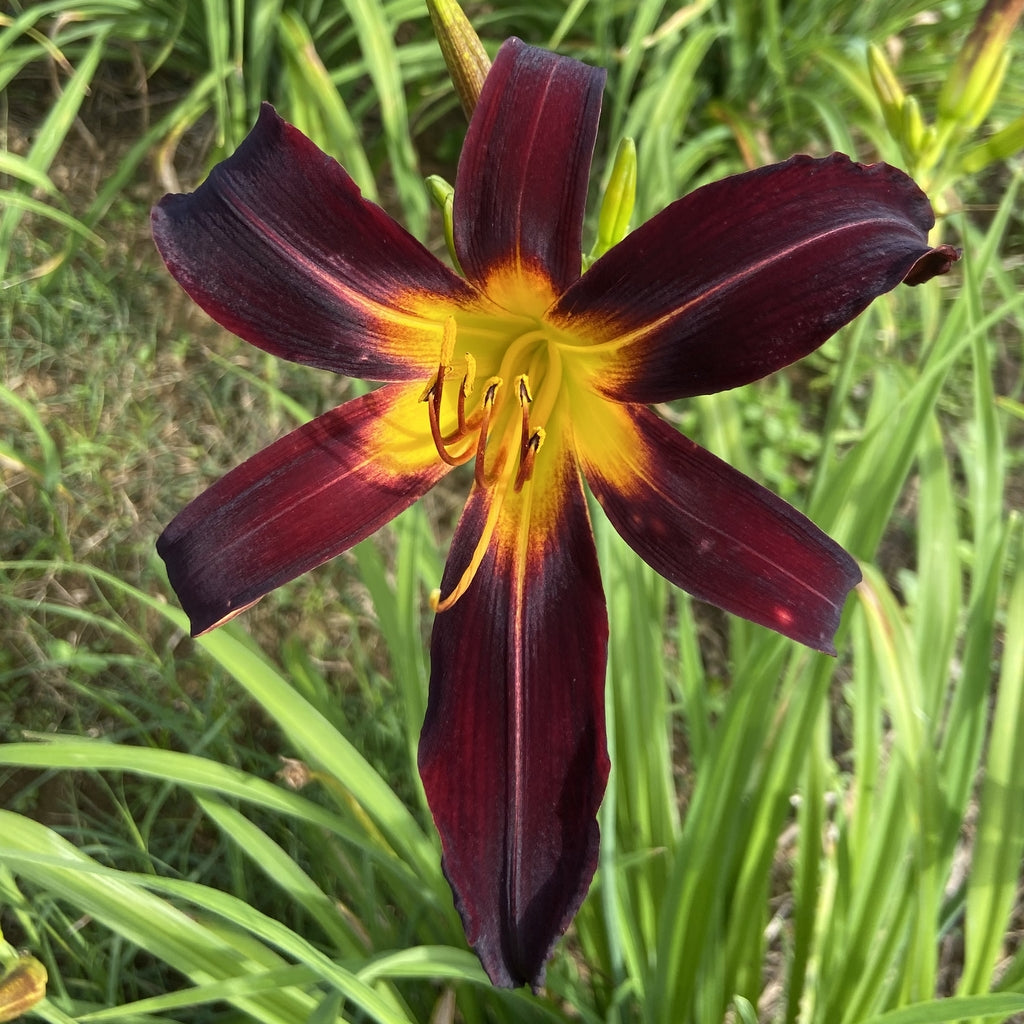 lily_black様 Black Plush Daylily | Stunning Dark Blooms |Oakes Daylilies