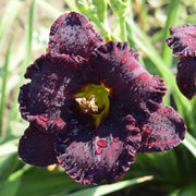 Black Velvet Baby Daylily from Oakes Daylilies