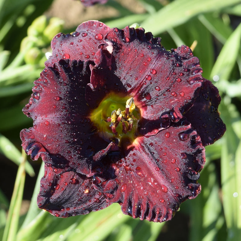 Black Velvet Baby Daylily from Oakes Daylilies