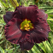 Black Velvet Baby Daylily from Oakes Daylilies