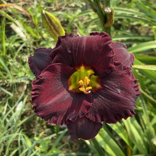 Black Velvet Baby Daylily from Oakes Daylilies