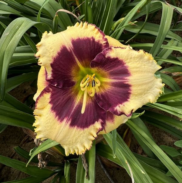 Blackthorne Daylily from Oakes Daylilies