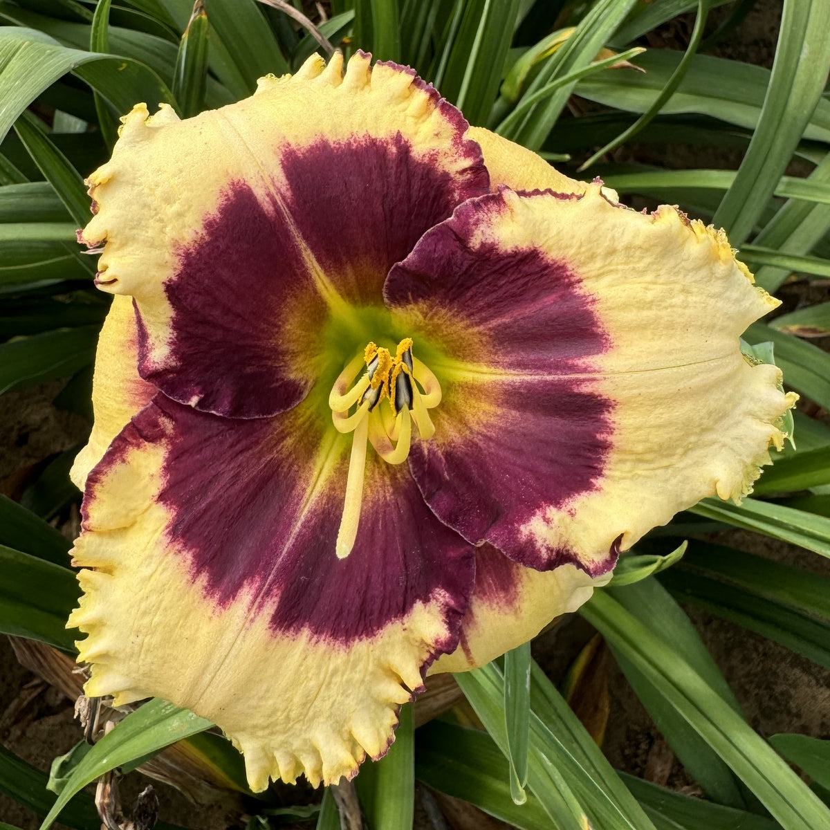 Blackthorne Daylily| Outstanding Eyezone | Oakes Daylilies