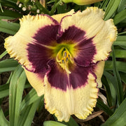 Blackthorne Daylily from Oakes Daylilies