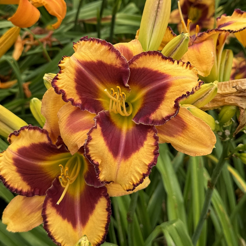 Blazing Glory Daylily from Oakes Daylilies