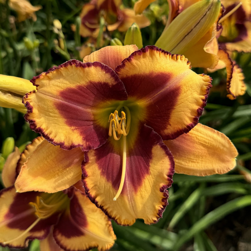 Blazing Glory Daylily from Oakes Daylilies