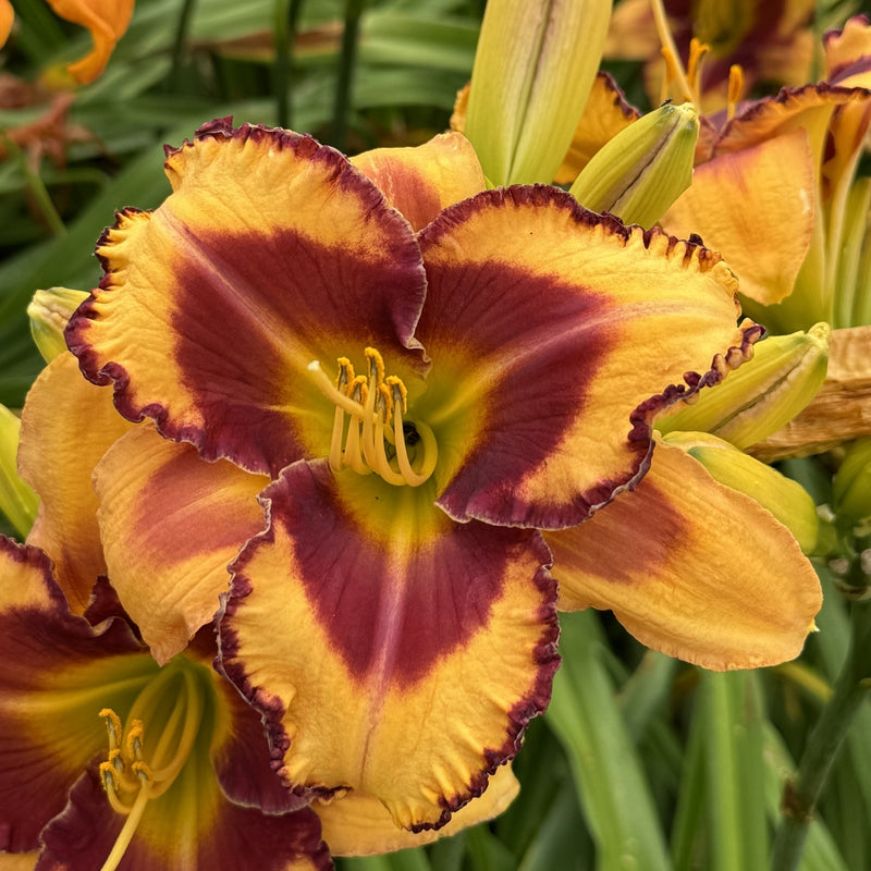 Blazing Glory Daylily from Oakes Daylilies