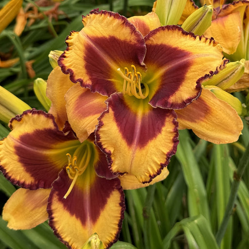 Blazing Glory Daylily from Oakes Daylilies