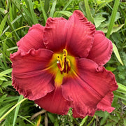Blazing Returns Daylily from Oakes Daylilies