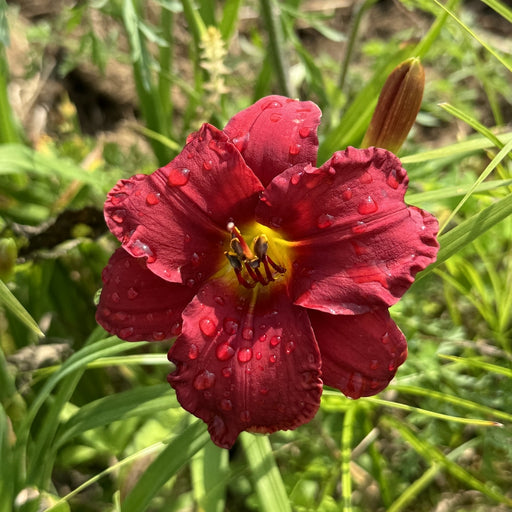 Blazing Returns Daylily from Oakes Daylilies