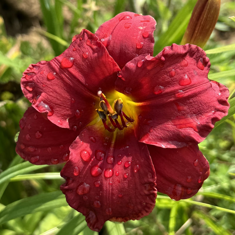 Blazing Returns Daylily from Oakes Daylilies