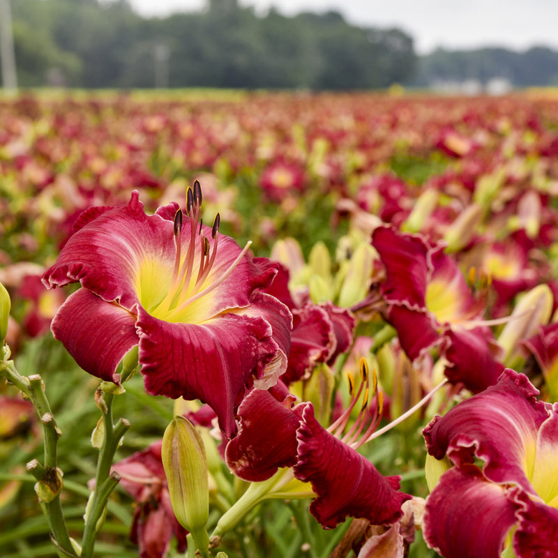 Blood Sweat and Tears Daylily from Oakes Daylilies