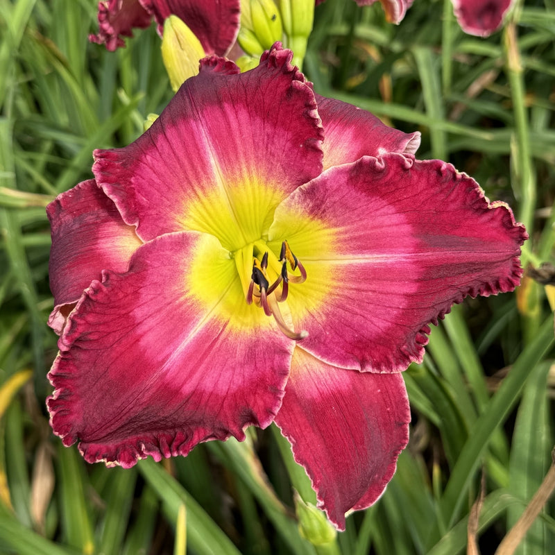 Blood Sweat and Tears Daylily from Oakes Daylilies