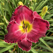 Blood Sweat and Tears Daylily from Oakes Daylilies