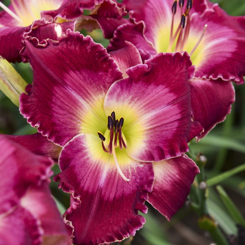 Blood Sweat and Tears Daylily from Oakes Daylilies