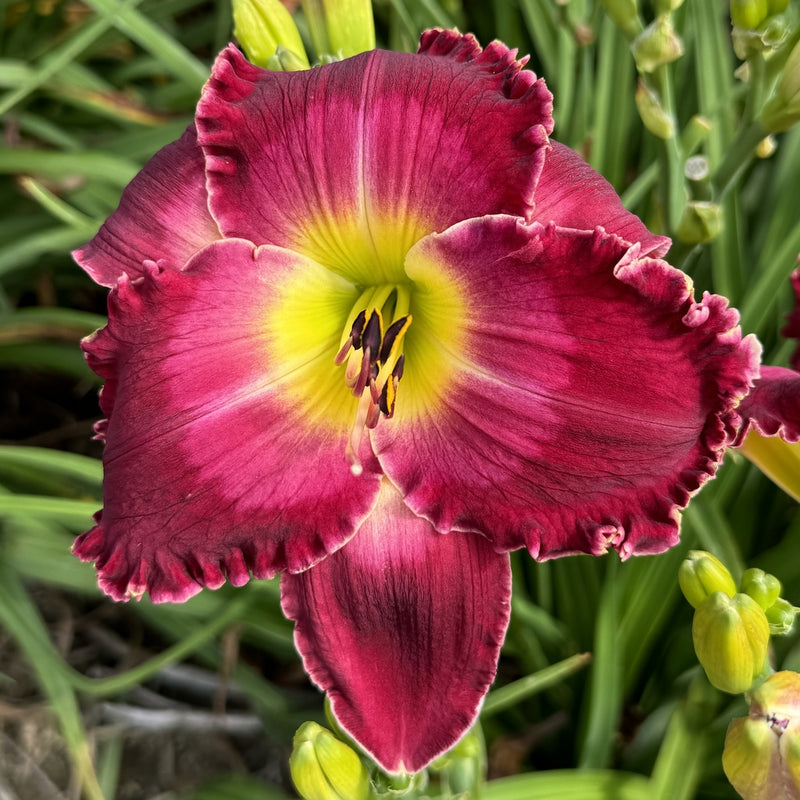 Blood Sweat and Tears Daylily from Oakes Daylilies