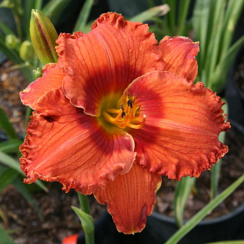 Bluegrass Lava Flow Daylily from Oakes Daylilies