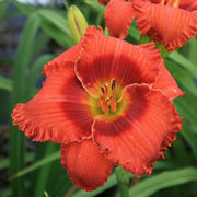 Bluegrass Lava Flow Daylily from Oakes Daylilies