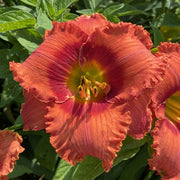Bluegrass Lava Flow Daylily from Oakes Daylilies
