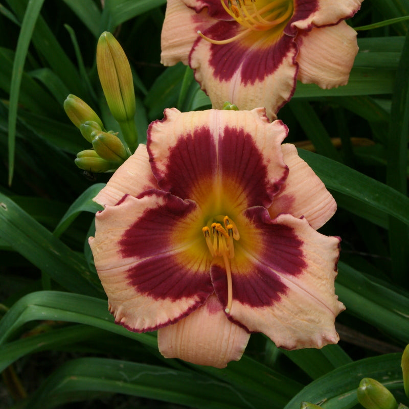 Blushing Summer Valentine Daylily from Oakes Daylilies