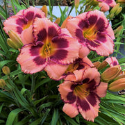 Blushing Summer Valentine Daylily from Oakes Daylilies