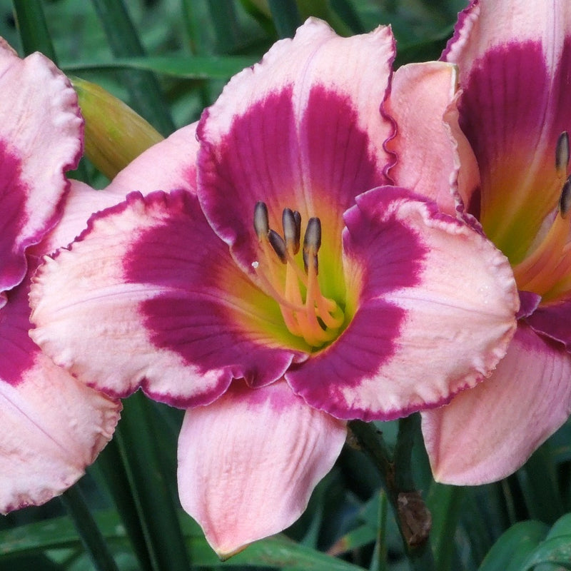 Blushing Summer Valentine Daylily from Oakes Daylilies