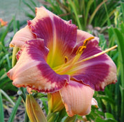 Blushing Summer Valentine Daylily from Oakes Daylilies