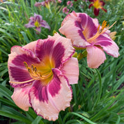 Blushing Summer Valentine Daylily from Oakes Daylilies