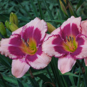 Blushing Summer Valentine Daylily from Oakes Daylilies