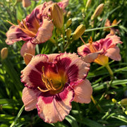 Blushing Summer Valentine Daylily from Oakes Daylilies