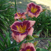 Blushing Summer Valentine Daylily from Oakes Daylilies