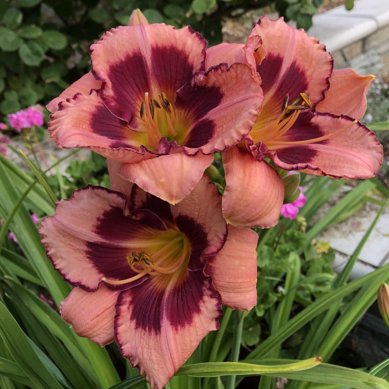 Blushing Summer Valentine Daylily from Oakes Daylilies