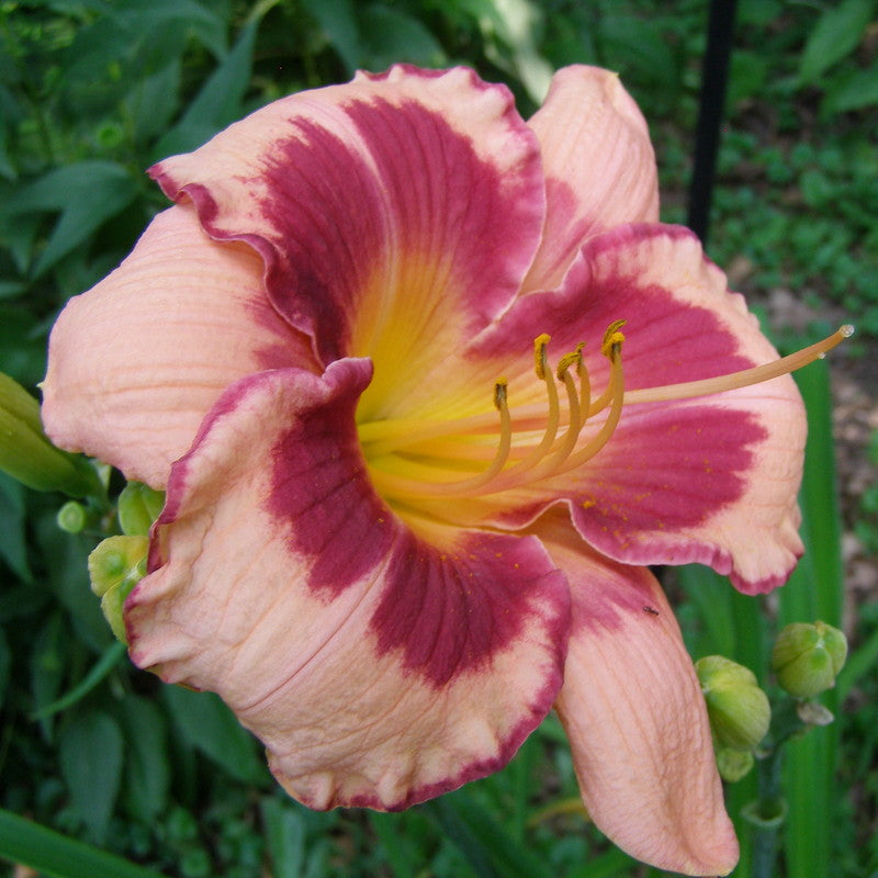 Blushing Summer Valentine Daylily from Oakes Daylilies