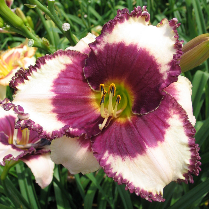 Border Heritage Daylily from Oakes Daylilies