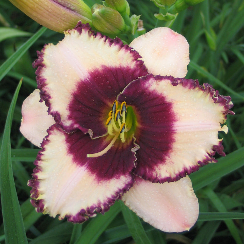 Border Heritage Daylily from Oakes Daylilies