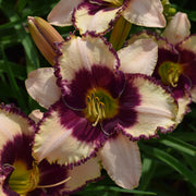 Border Heritage Daylily from Oakes Daylilies