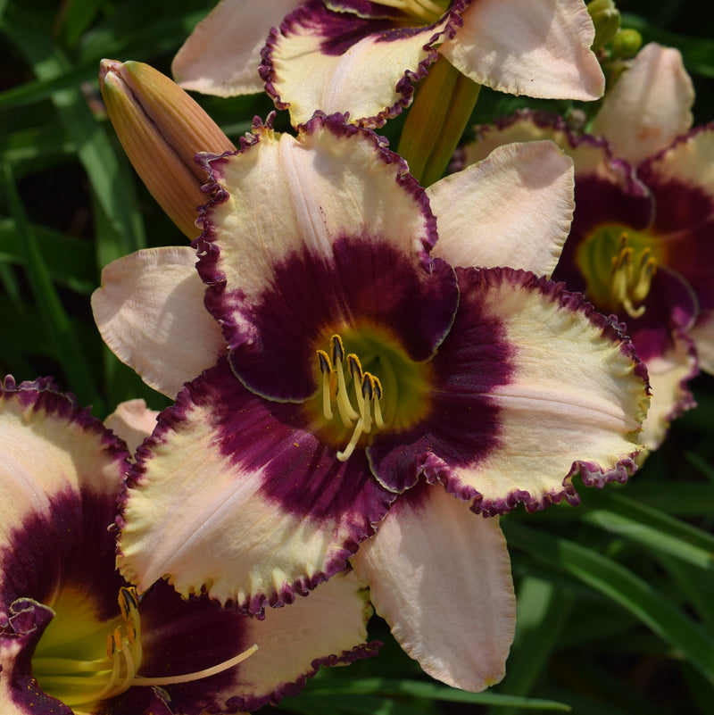 Border Heritage Daylily from Oakes Daylilies