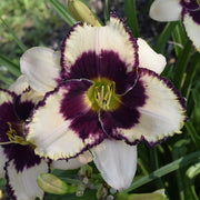 Border Heritage Daylily from Oakes Daylilies