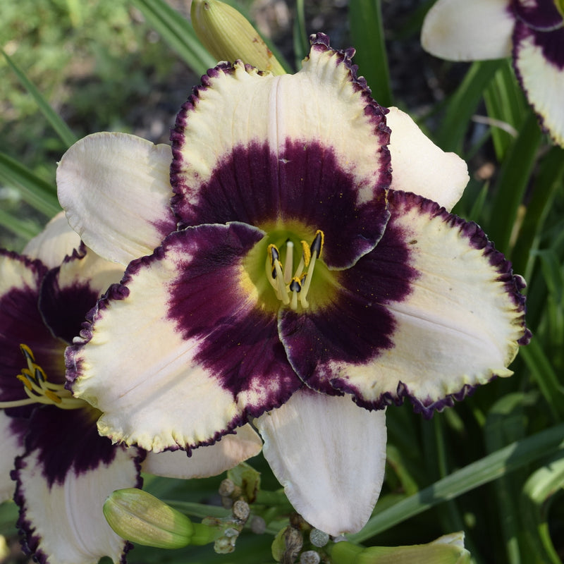 Border Heritage Daylily from Oakes Daylilies