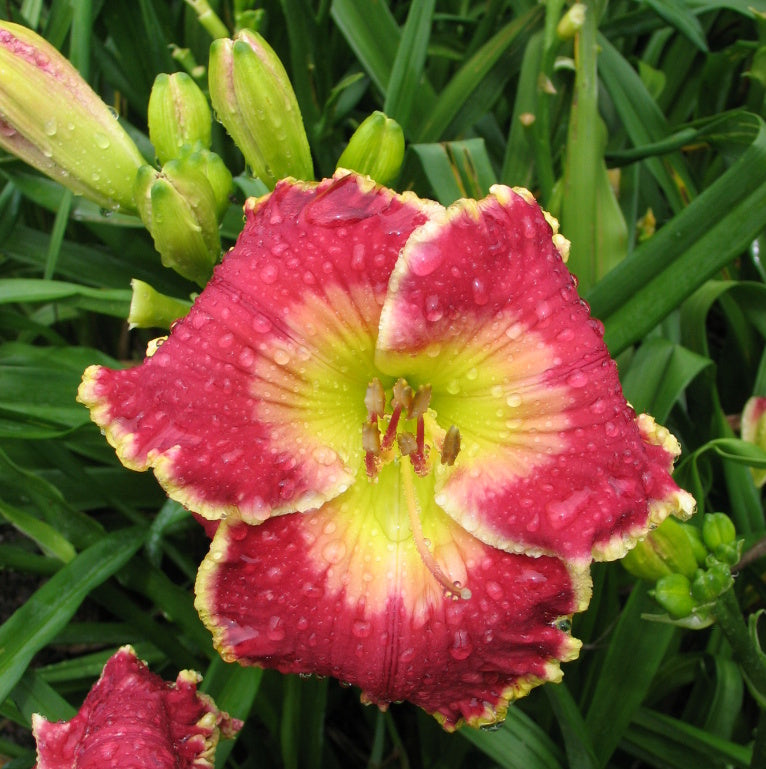 Born to Run Daylily from Oakes Daylilies