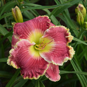 Born to Run Daylily from Oakes Daylilies