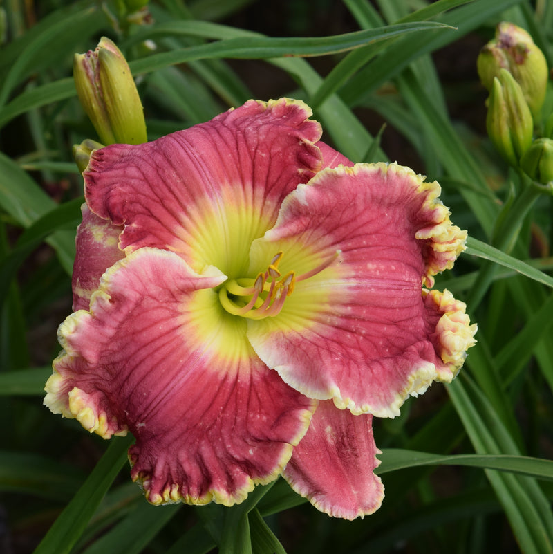 Born to Run Daylily from Oakes Daylilies